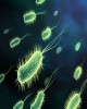 Vi sinh tổng hợp: Vi khuẩn